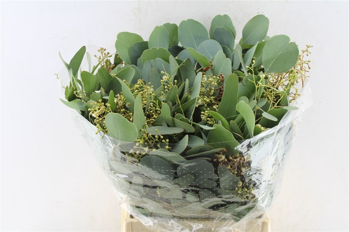 <h4>Euca Populus Berry Short 150 Gram</h4>