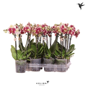 Kolibri Orchids Phalaenopsis Diamond 2 spike
