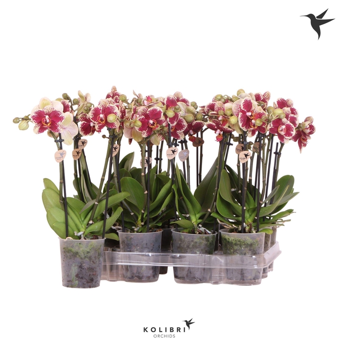 <h4>Kolibri Orchids Phalaenopsis Diamond 2 spike</h4>