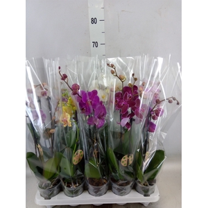 Phalaenopsis   ...mix  7