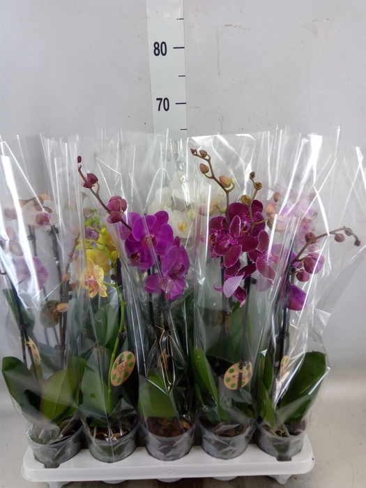 <h4>Phalaenopsis   ...mix  7</h4>