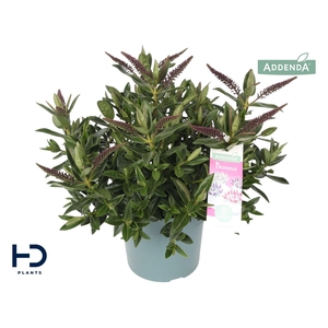 Hebe Addenda Britta XL improved struik p17