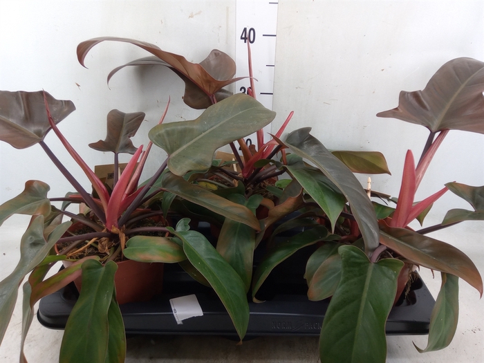 <h4>Philodendron   ...</h4>