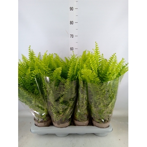 Nephrolepis exal. 'Green Lady'