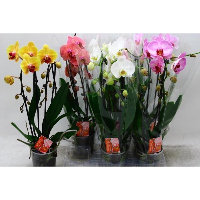 <h4>PHAL EL CASCADE</h4>