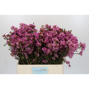 Chamelaucium Adi