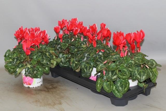 <h4>CYCL GR HALIOS FANT</h4>