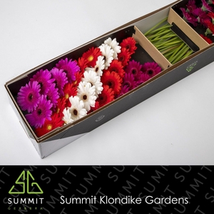 GE MI MIXED CHRISTMAS DREAM Doos