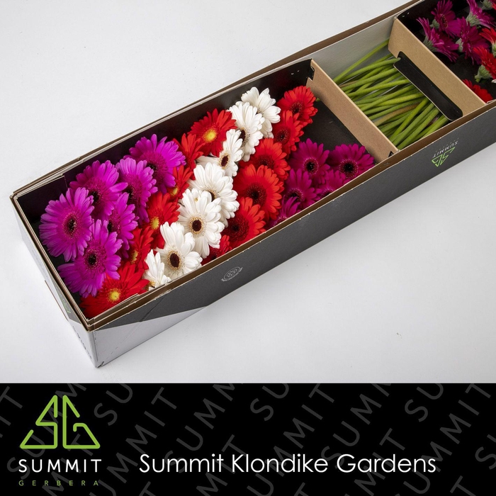 <h4>GE MI MIXED CHRISTMAS DREAM Doos</h4>