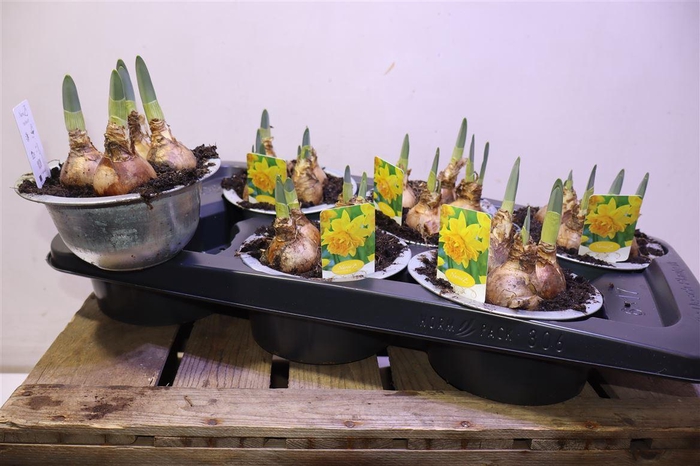 <h4>Narc T Lucky Number In Zinken Bakje</h4>