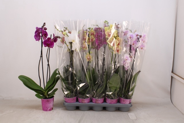 <h4>PHAL GEM 5 KL</h4>