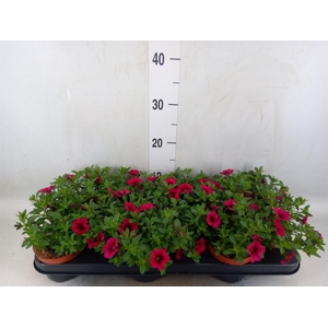 Calibrachoa  'Minifam Purple'