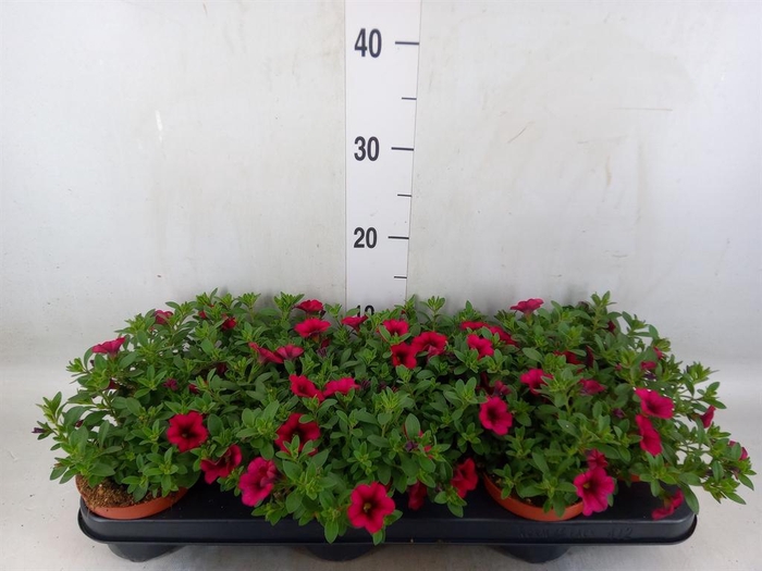 <h4>Calibrachoa  'Minifam Purple'</h4>