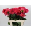 Dahlia Pink Punk