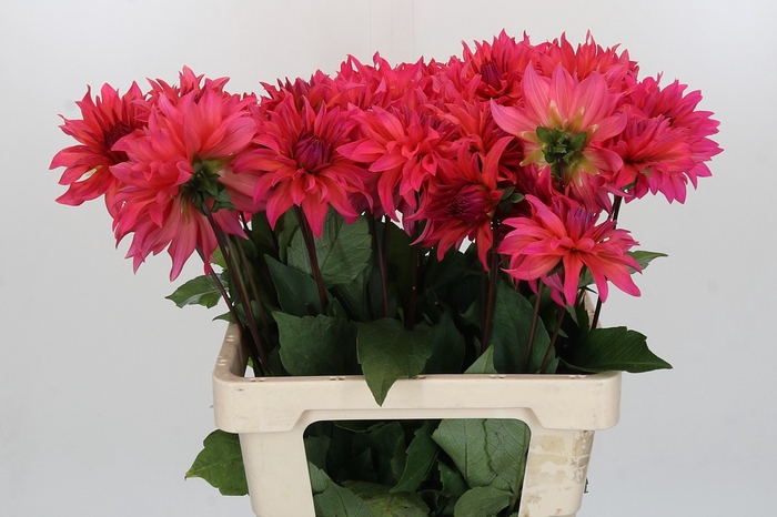 Dahlia Pink Punk