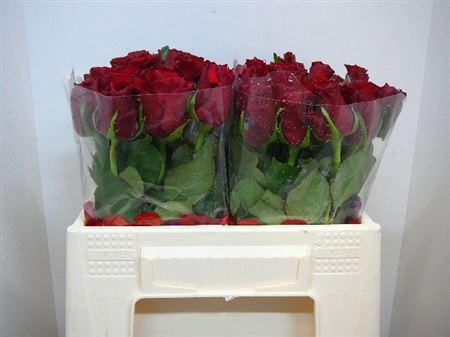 <h4>R Gr Flambo</h4>