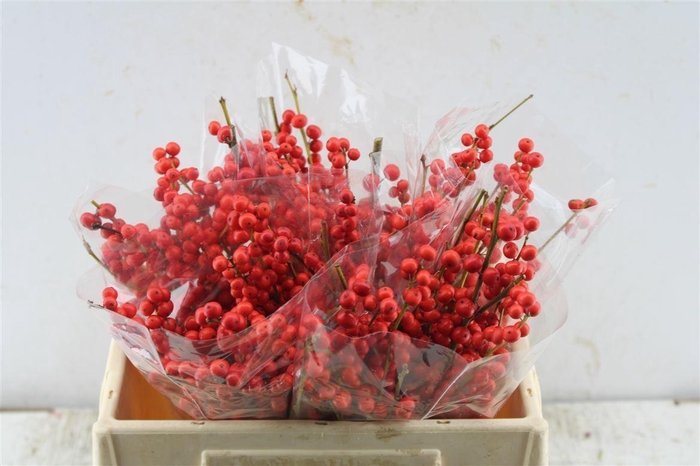 <h4>Ilex Verticilata Red</h4>