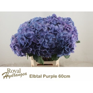 HYDR M ELBTAL BL
