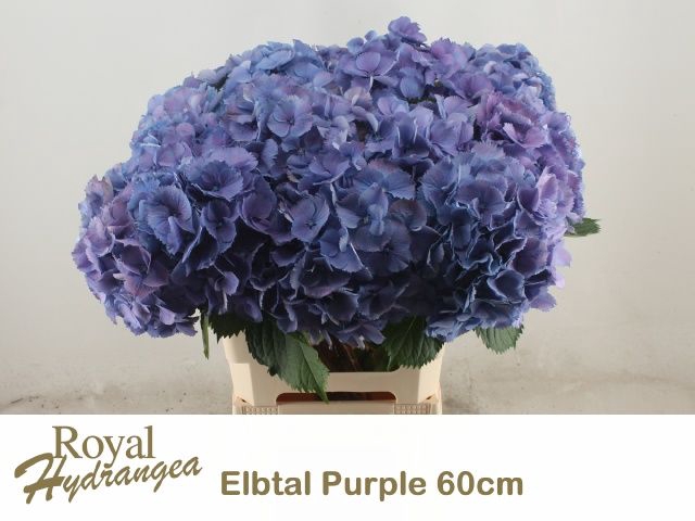 <h4>HYDR M ELBTAL BL</h4>