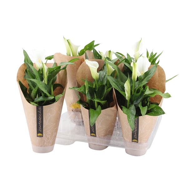 <h4>4+ Bloem Zantedeschia wit in papieren hoes</h4>