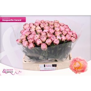 Paeonia Marguerite Gérard | Heavy Quality