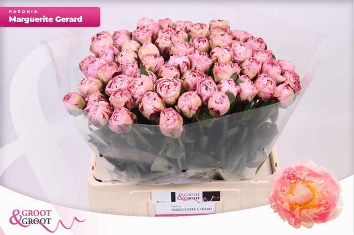 <h4>Paeonia Marguerite Gérard | Heavy Quality</h4>