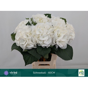HORT SCHNEEBALL