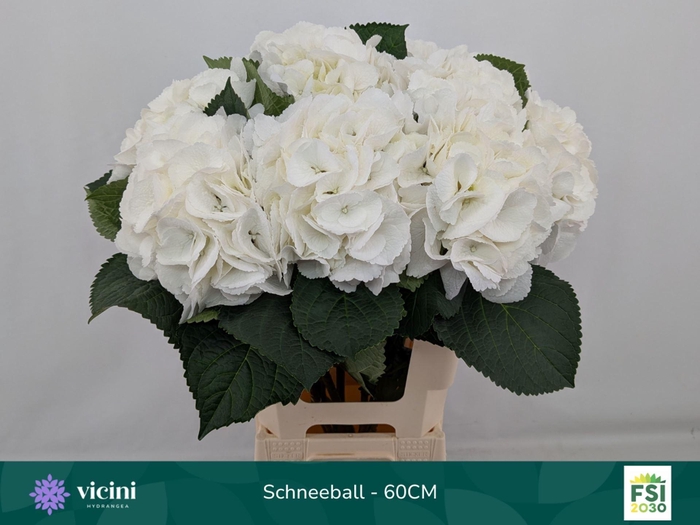 <h4>HORT SCHNEEBALL</h4>