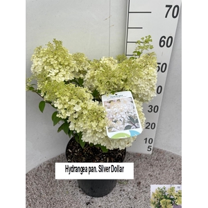 HYDR PANICULATA