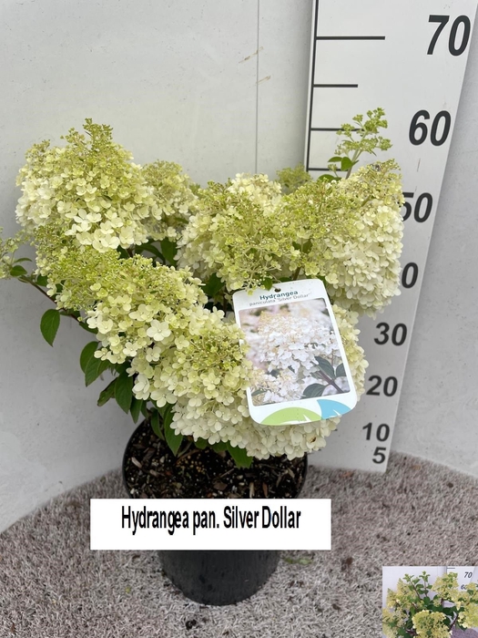 <h4>HYDR PANICULATA</h4>