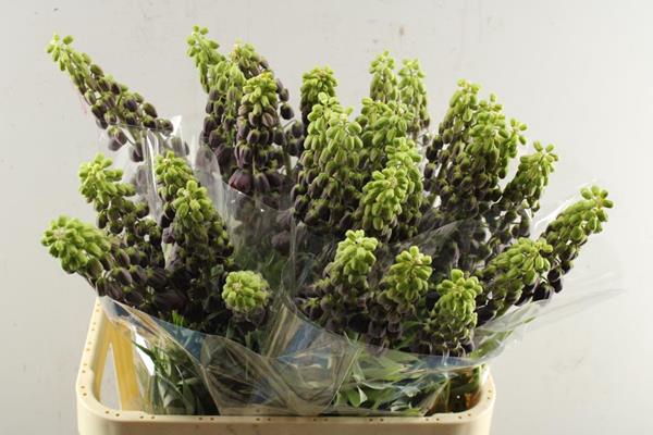 <h4>Frit Persica L 80</h4>