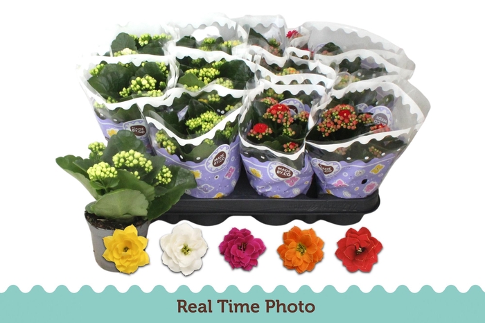 <h4>KAL GE GEM 5 KL</h4>