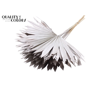 Sun Spear per stem Champagne