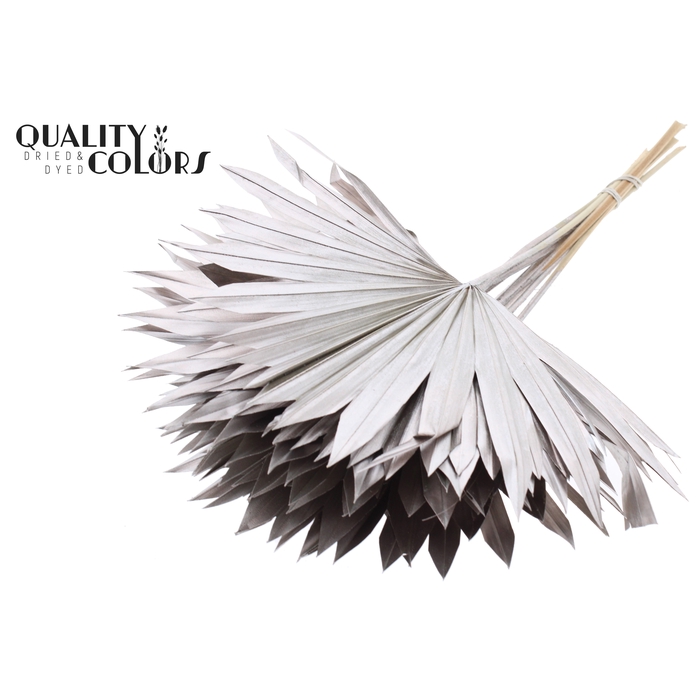 <h4>Sun Spear per stem Champagne</h4>