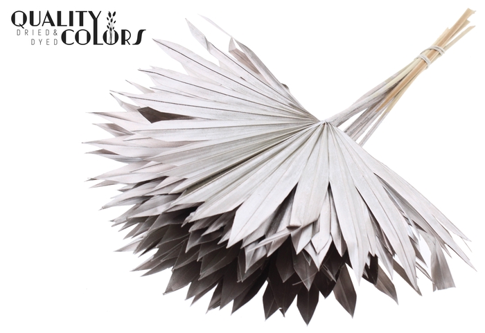 Sun Spear per stem Champagne