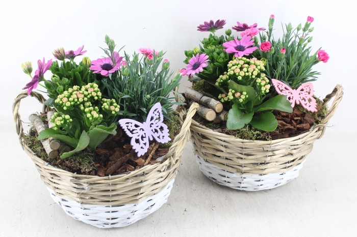 <h4>arr4 Outdoor MB - Mand duo x2</h4>