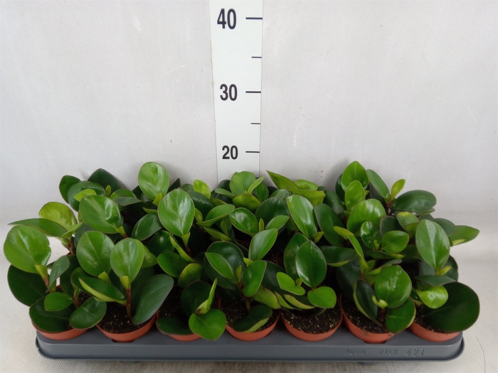 <h4>Peperomia clusiifolia 'Red Margin'</h4>