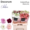 Lisianthus Mama mix 70cm