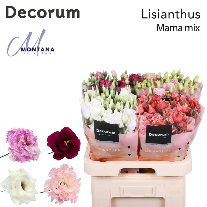 Lisianthus Mama mix 70cm