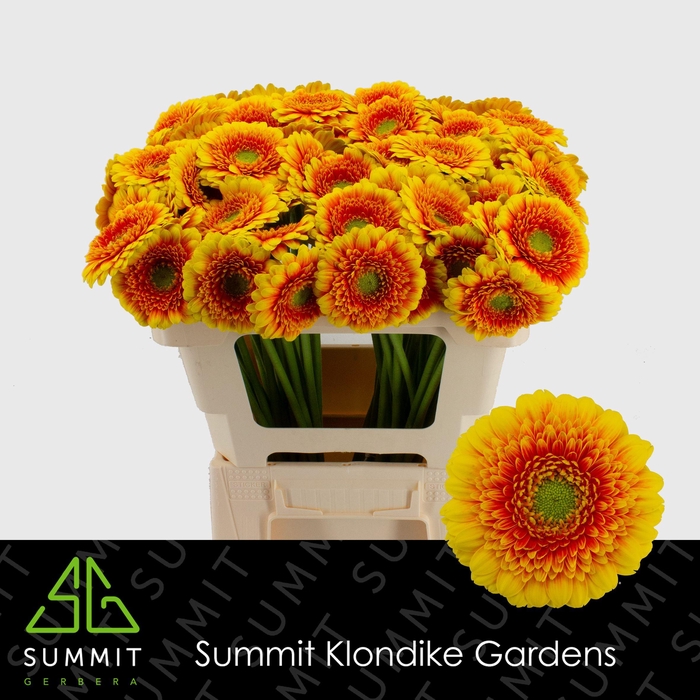 <h4>GE MI ARIBA Water</h4>