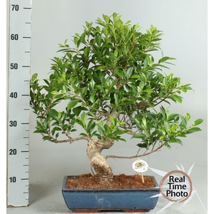 BONSAI GEM