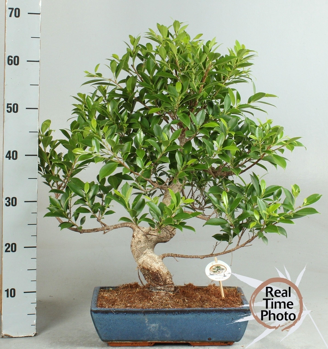 <h4>BONSAI GEM</h4>