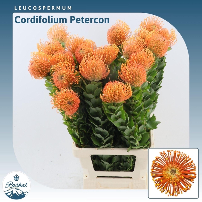 Leucospermum cordifolium Petercon