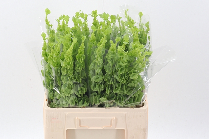<h4>Molucella 60cm</h4>