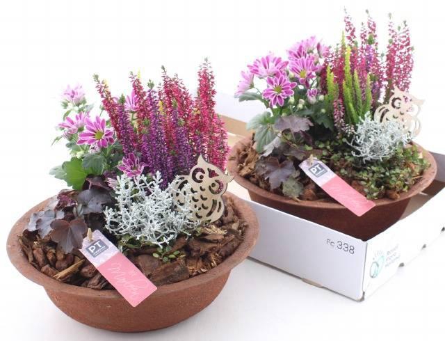 <h4>ARR TUINPLANTEN</h4>