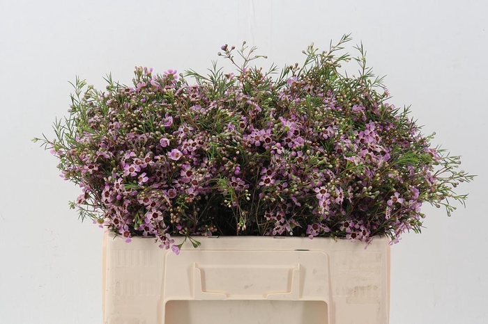 <h4>Chame Nieks Pride</h4>