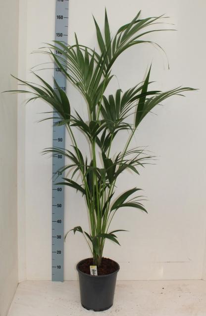 <h4>Howea Forsteriana</h4>