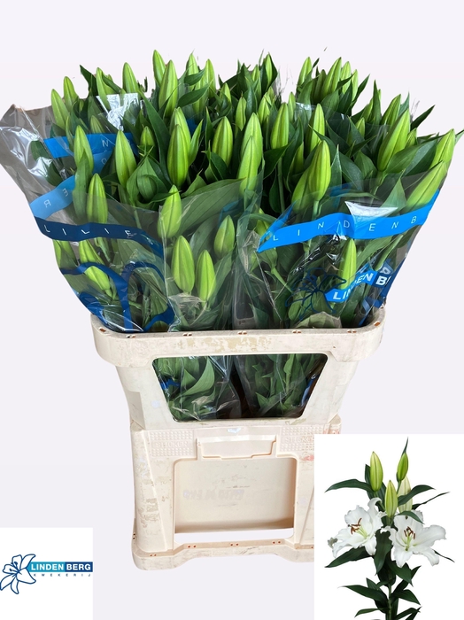 <h4>LI OR SIGNUM</h4>