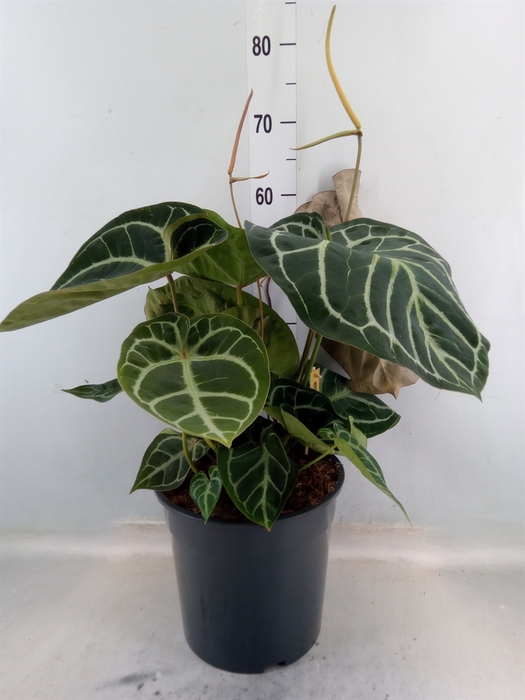 <h4>Anthurium cryst. 'Karma Crystal'</h4>