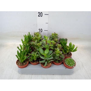 Crassula   ...mix
